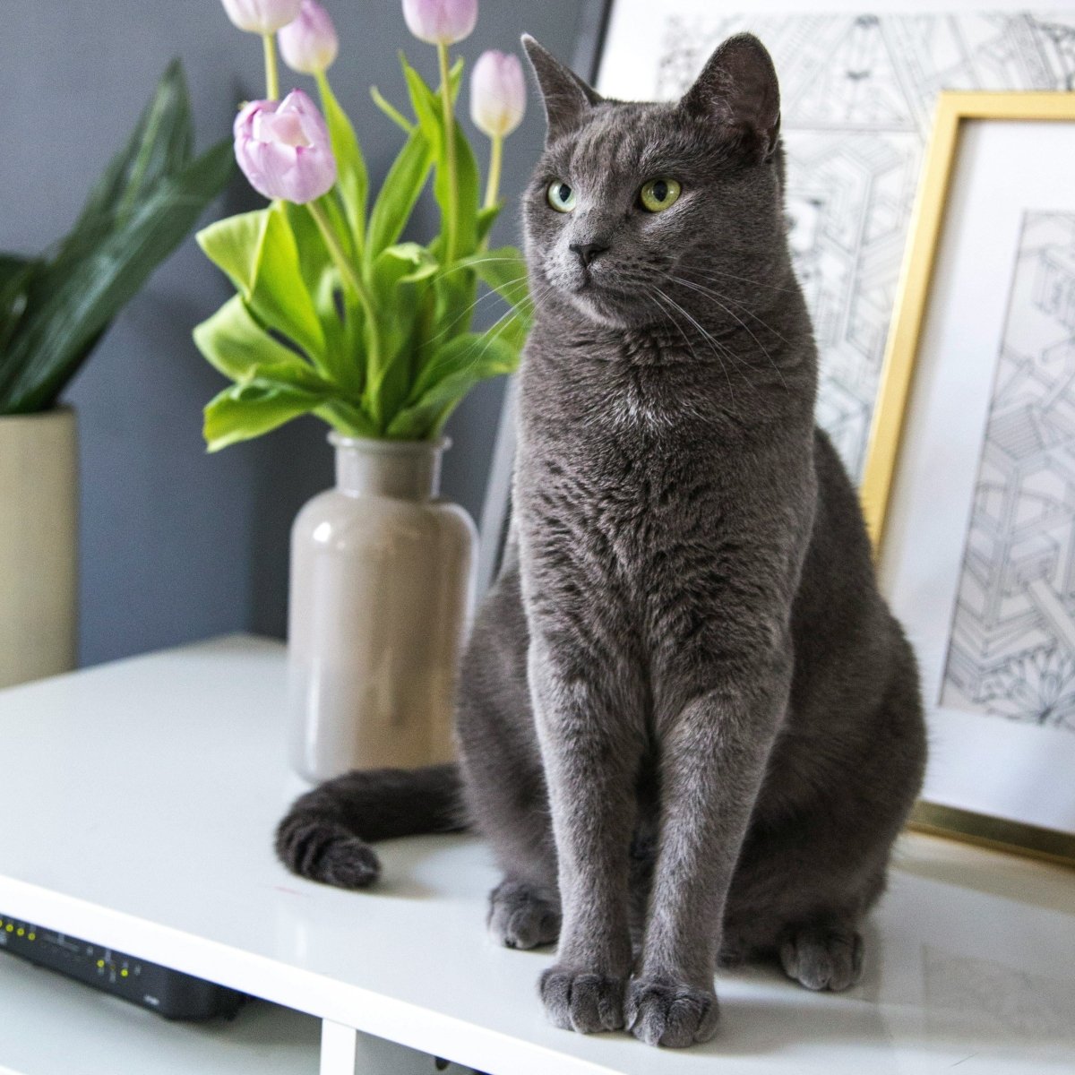 【貓咪知識】5種跟貓咪說愛你的方法!感情急速升溫小技巧 - catinlove.com