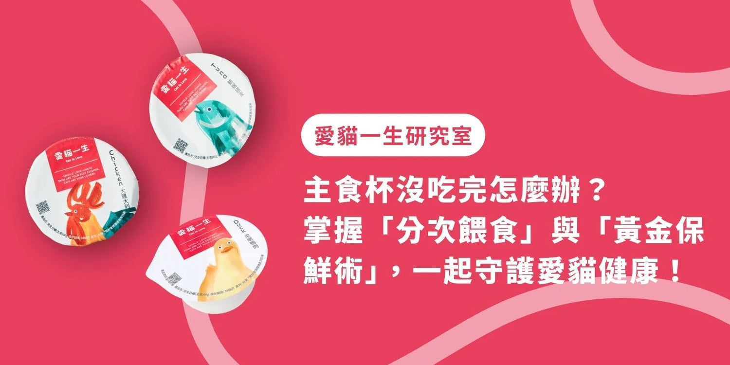 主食杯沒吃完怎麼辦?掌握「分次餵食」與「黃金保鮮術」,一起守護愛貓健康!