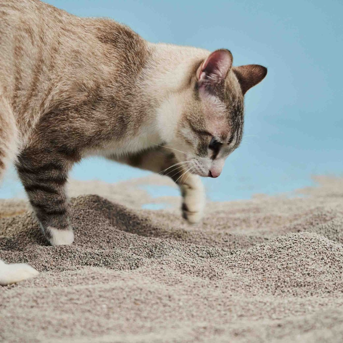 愛貓一生|礦砂組合 - catinlove.com