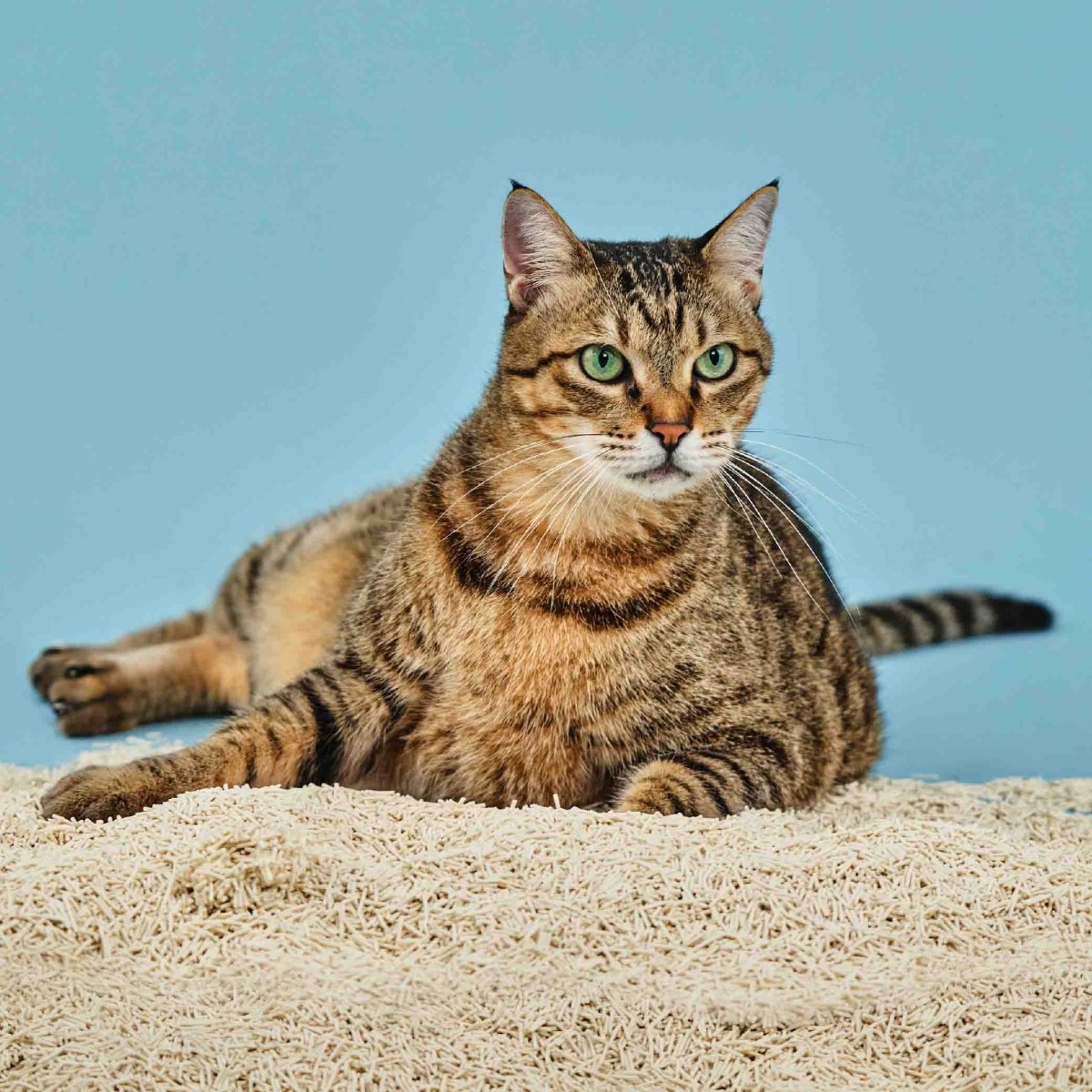 愛貓一生|豆腐砂組合 - catinlove.com