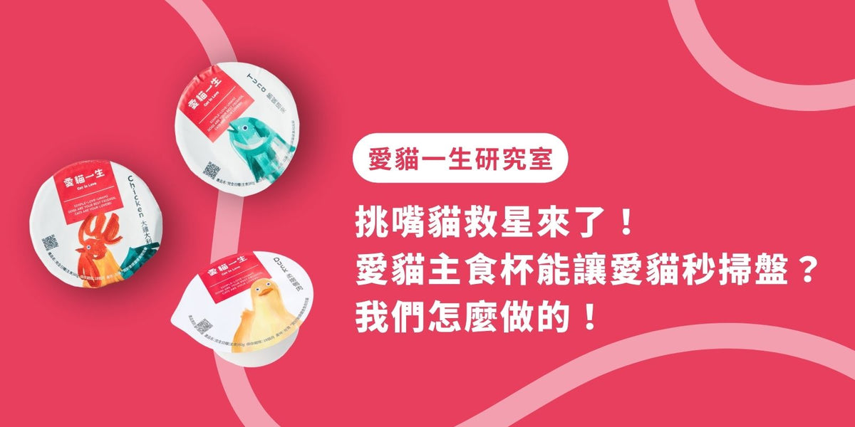 挑嘴貓救星來了！愛貓一生主食杯能讓愛貓秒掃盤？我們怎麼做的！