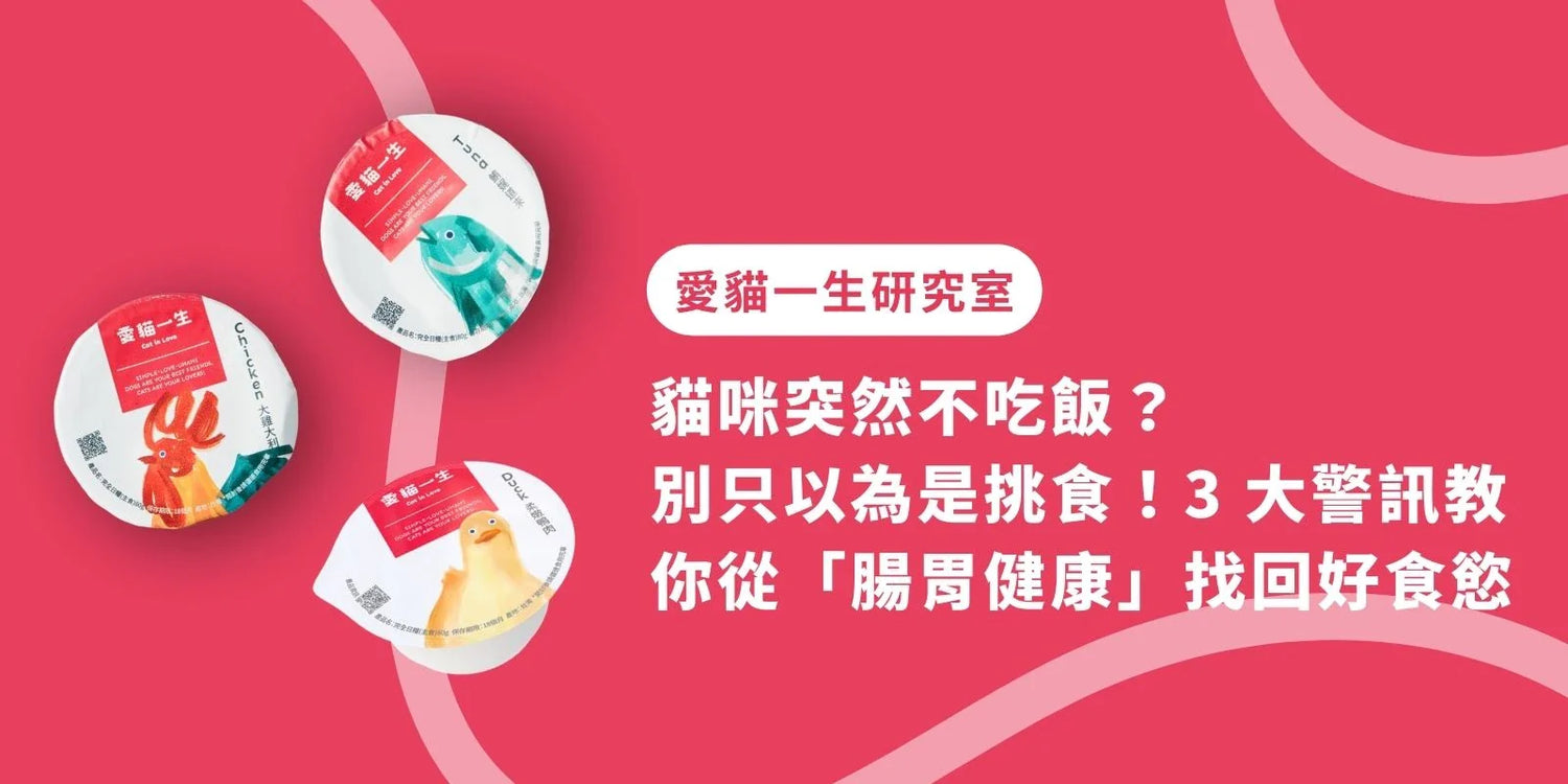 貓咪突然不吃飯？別只以為是挑食！3 大警訊教你從「腸胃健康」找回好食慾